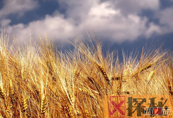 生产小麦的十个国家排名 中国实至名归,美国排名第四