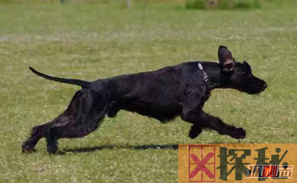 世界十大最优秀的护卫犬 德国牧羊犬仅排名第七