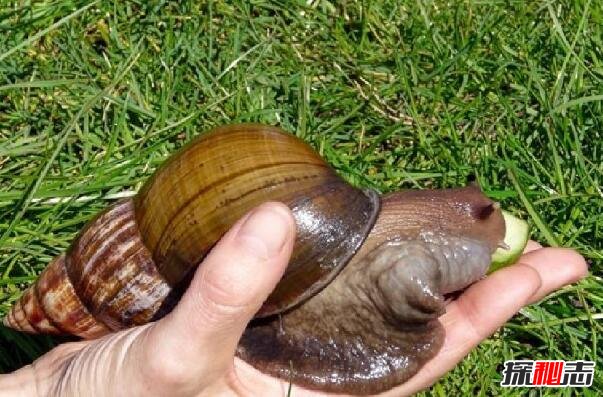 世界上最大的蜗牛，非洲大蜗牛(长30厘米/可食用)