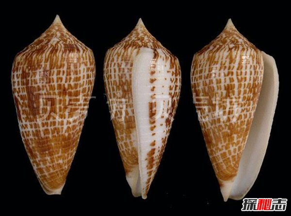 世界最毒的蜗牛：锥形蜗牛致命毒液一触即死（30多人葬身）