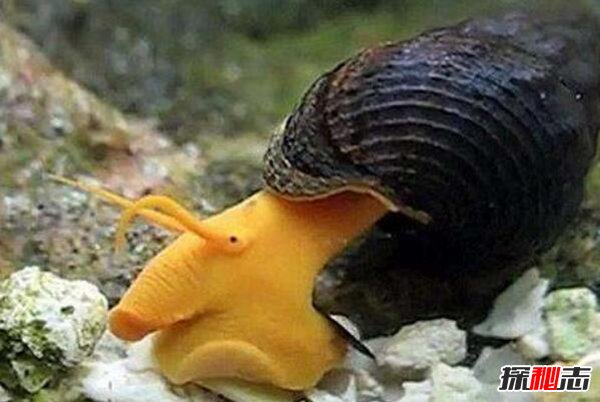 世界十大怪异蜗牛 第3美丽透明堪比幽灵（眼睛退化）