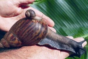 世界上最大的蜗牛，非洲大蜗牛(长30厘米/可食用)