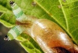 恐怖的僵尸蜗牛，大脑被寄生虫侵蚀后成傀儡(视频)