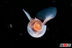 世界十大怪异蜗牛 第3美丽透明堪比幽灵（眼睛退化）