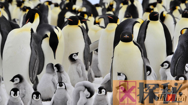 企鹅为什么不怕冷?企鹅的十大特点和生活特征