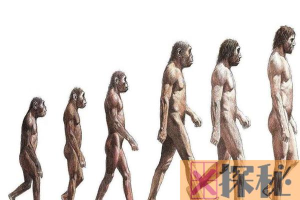 地球上第一个人是谁?按照进化论，生出第一个人类的是猿
