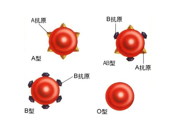 ABO血型系统是什么?血型是按照什么来划分的