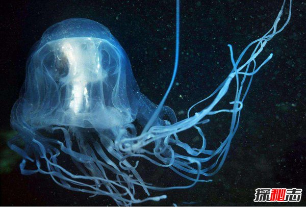 海洋世界毒王是谁 箱水母最毒两分钟让人死亡