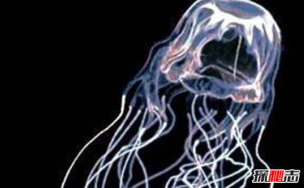 海洋世界毒王是谁 箱水母最毒两分钟让人死亡