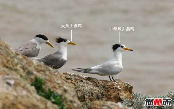 中国最稀有的鸟 中华凤头燕鸥全球不到一百只