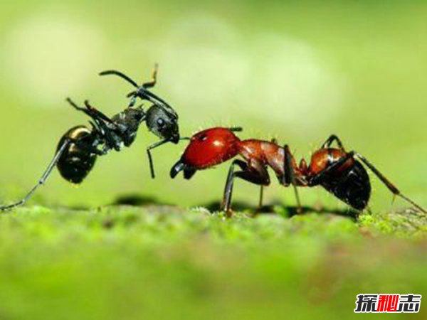 蚂蚁效应的哲学寓意 蚂蚁效应对人类的启发