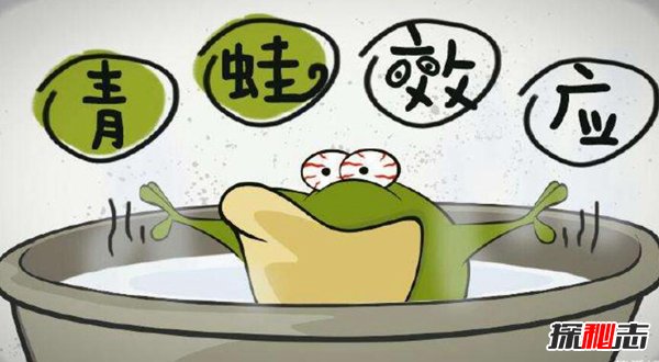 什么是青蛙效应？青蛙效应的启示和应用