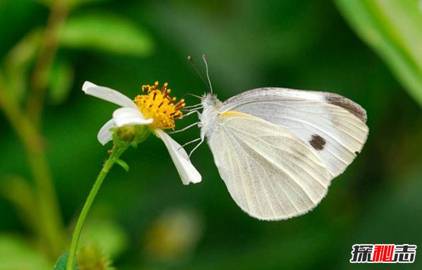银白闪蝶 带着独特白色金属光芒的蝴蝶