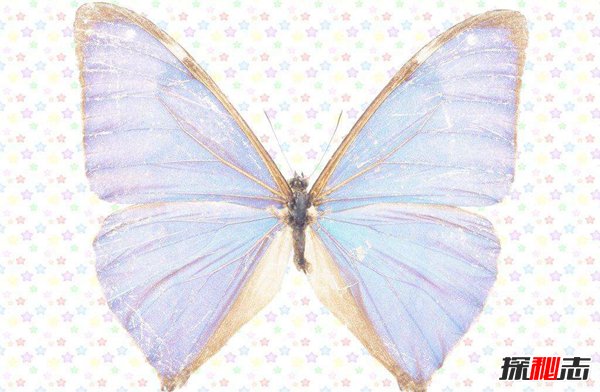 肯特闪蝶的特征 自带渐变蓝色的蝴蝶（独特而美丽）