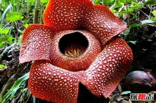 世界上10大最难闻的花 估计没人能受得了!(恶臭无比)