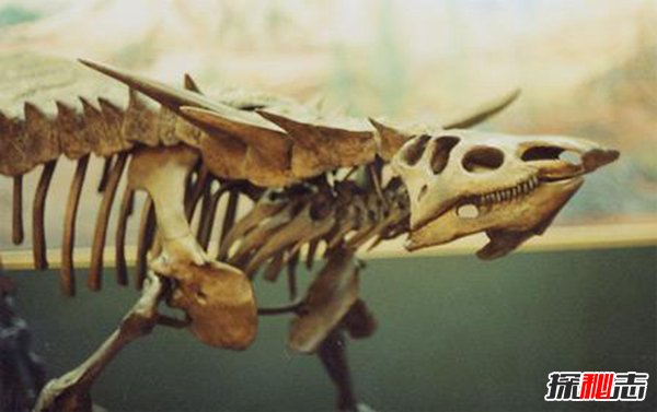 头上有角的两栖动物 揭秘有角鳄的灭绝原因
