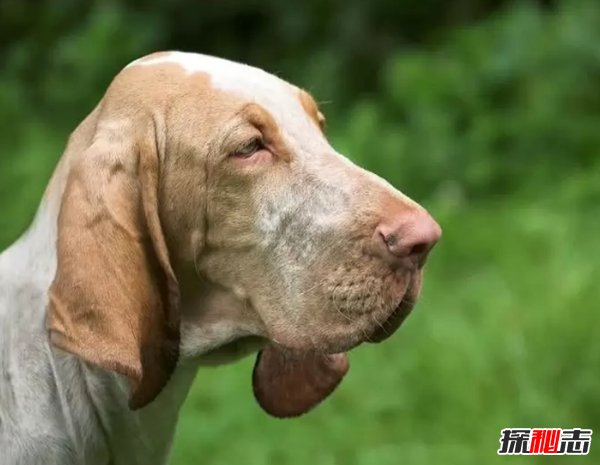 什么狗嗅觉能力最好?世界上嗅觉最灵敏的十种狗