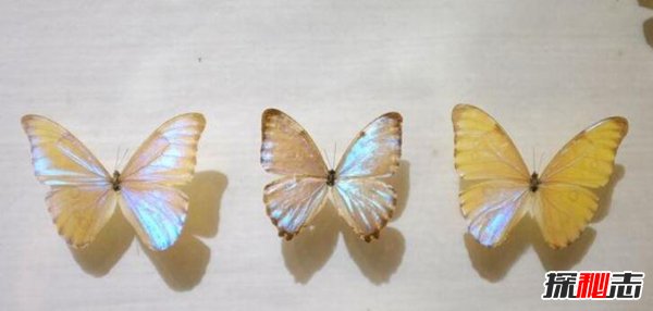 黎明闪蝶是什么样的蝴蝶？这种蝴蝶有什么特别之处