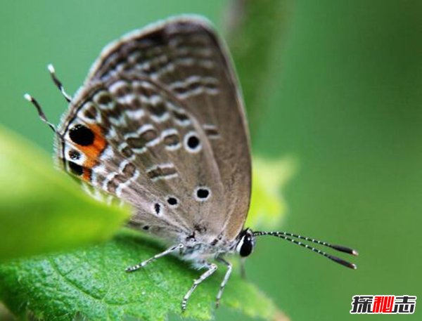 灰蝶是什么颜色的？灰蝶幼虫生活史