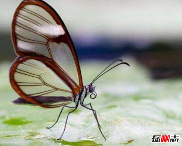 玻璃蝴蝶 让人向往和迷恋的存在（翅膀透明）
