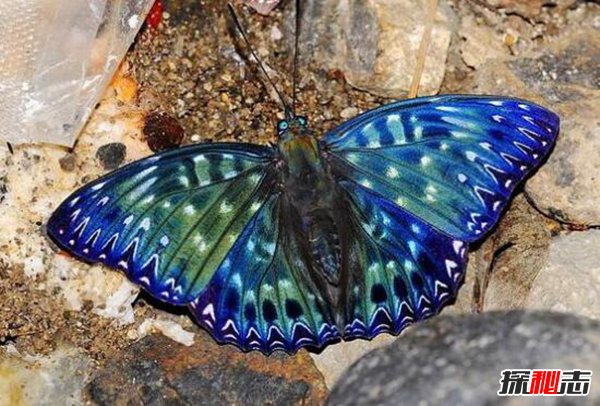 蓝光骇客电蛱蝶 天空中飞舞的斑点蝶