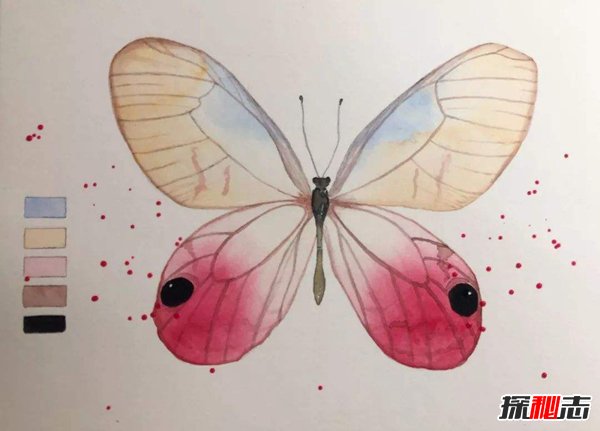 世界最稀有的蝴蝶：玫瑰水晶眼蝶（十分罕见）