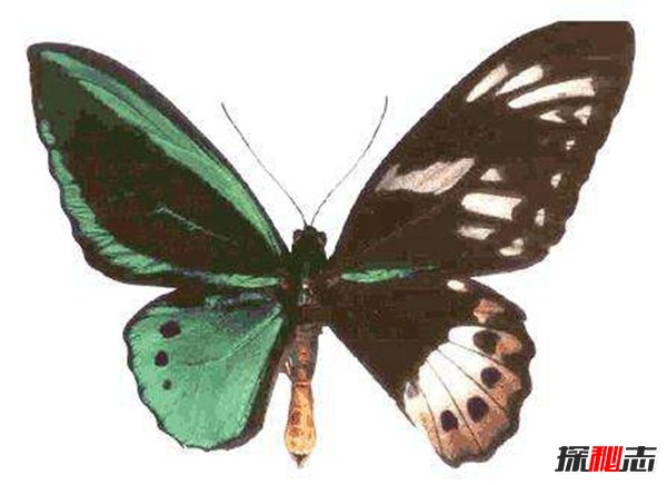 翅膀不对称的蝴蝶：皇蛾阴阳蝶 长相奇特带着毒性
