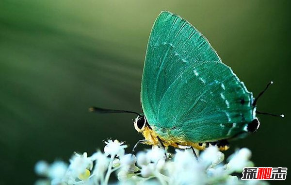 灰蝶是什么颜色的？灰蝶幼虫生活史