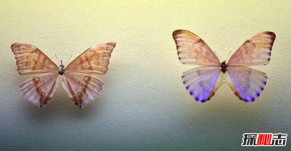 黎明闪蝶是什么样的蝴蝶？这种蝴蝶有什么特别之处