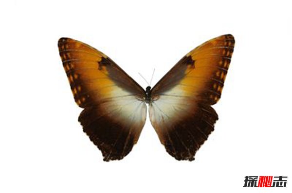 世界上独一无二的蝴蝶 星褐闪蝶（褐色的闪蝶）