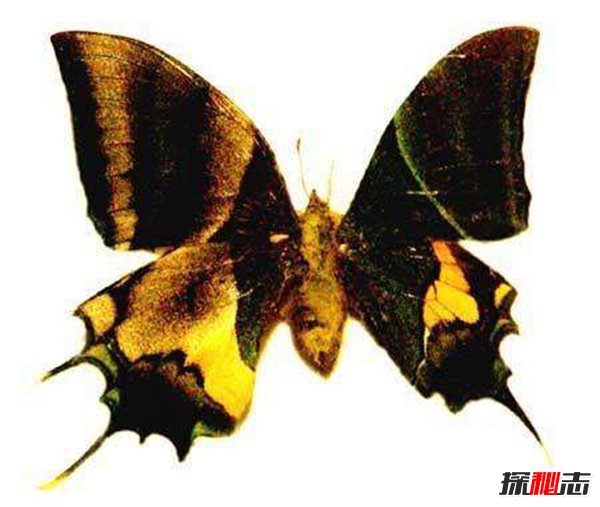 世界上最诡异的蝴蝶鬼美人凤蝶 捕猎者都会离奇死亡