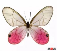 世界最稀有的蝴蝶：玫瑰水晶眼蝶（十分罕见）