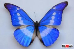 爱神闪蝶：闪亮美丽的蓝色蝴蝶（光芒丰富）