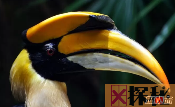 世界上最有特色的十种鸟 第五鸟喙似鞋底,第一寿命长达35岁