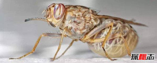 世界十大毒虫 疟蚊携带病毒每年700多万人感染