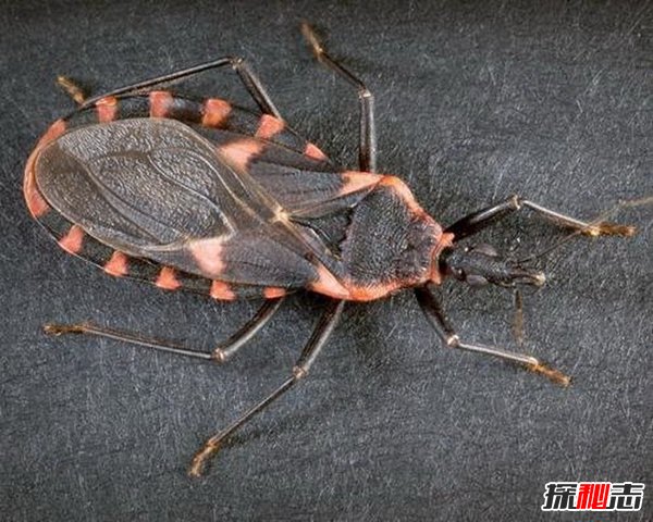 世界十大毒虫 疟蚊携带病毒每年700多万人感染
