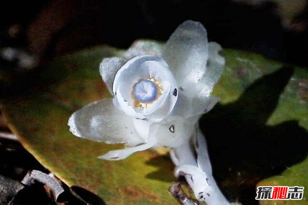 世界上最奇葩的十种植物 娃娃眼酷似眼睛恐怖至极