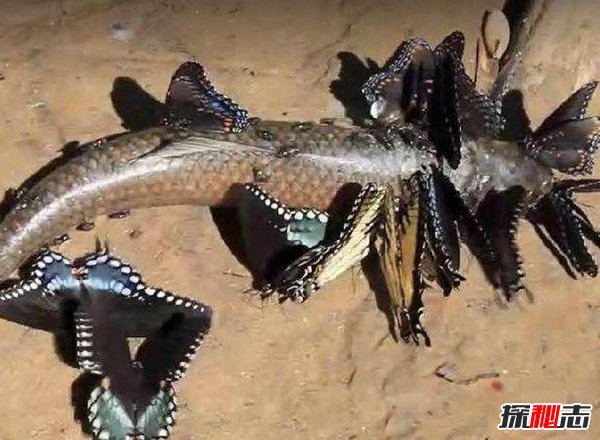 世界上最恐怖的蝴蝶 虎斑纹吃肉蝶群起攻击可吃人