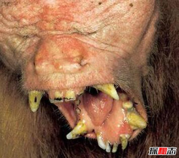 世界十大牙齿最特别的动物 第二没有牙齿生活常见
