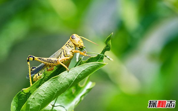 世界十大常见害虫 第二第三夏天乱飞极其常见