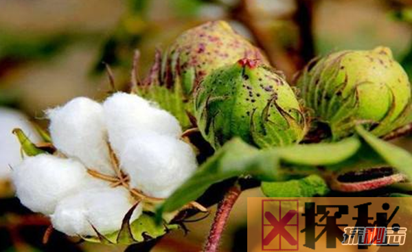 哪个国家生产棉花最多?全球10个主要棉花生产国
