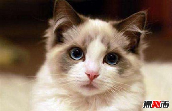 哪种猫最温顺最粘人 十种适合养在家里的猫