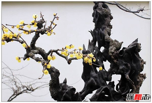 中国十大盆景名贵树种 看看你家有几种