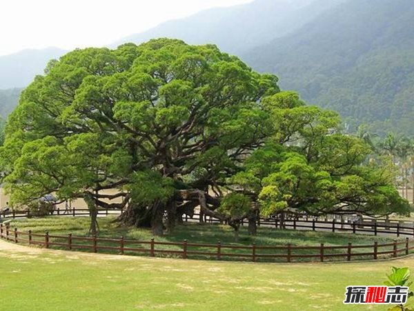 中国十大盆景名贵树种 看看你家有几种