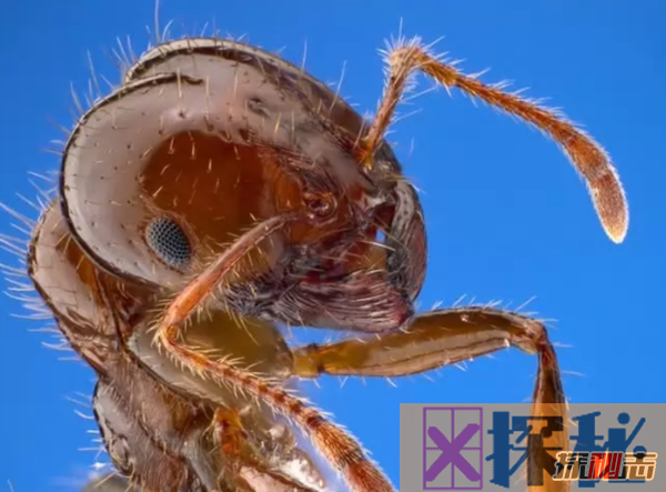 世界十大最令人讨厌的昆虫 椿象上榜,第一致一百万人死亡