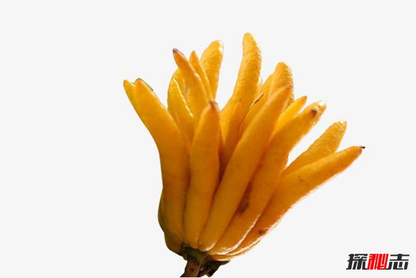 世界最丑的五种水果 猫屎爪就像变异动物营养丰富