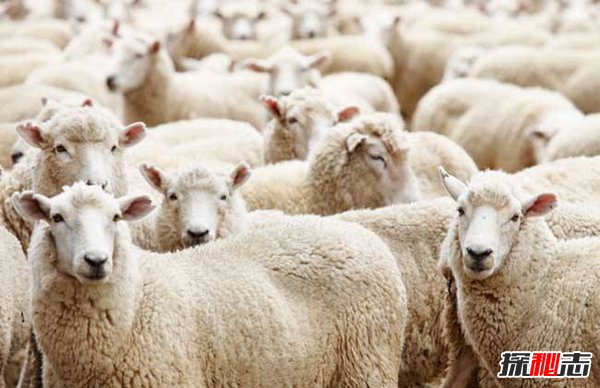 羊群效应的真实案例 羊群效应产生的原因