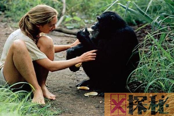 知名动物学家：珍妮·古道尔：陪伴黑猩猩38年(最懂猩猩)