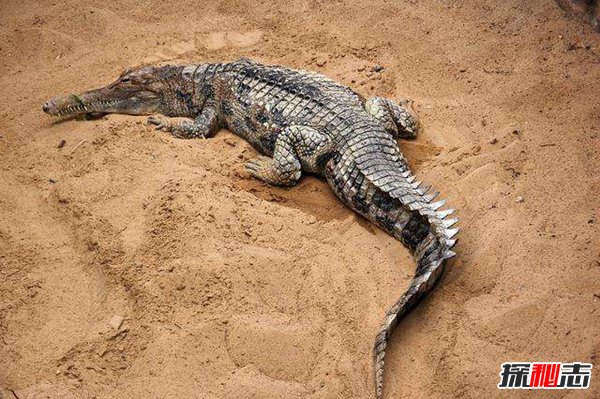 世界十大最大鳄鱼 咸水鳄体壮凶残会攻击人类