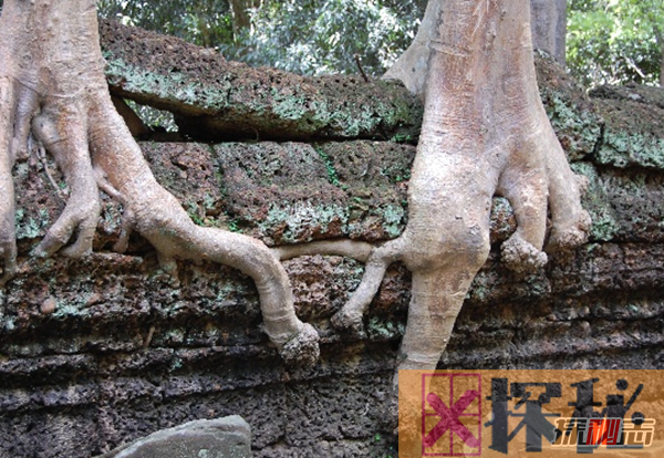 食人树真的会吃人吗?世界上最大的食人树(附图)